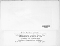 Cylindrosporium veratrinum image